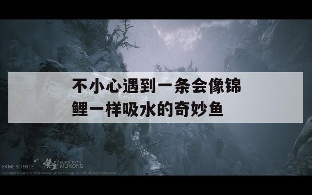 不小心遇到一条会像锦鲤一样吸水的奇妙鱼  第1张